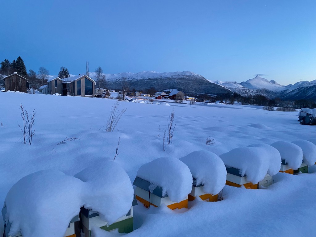 Bikubene i vinterdrakt med våningshus og fjellet "Skjorta" i bakgrunnen.
