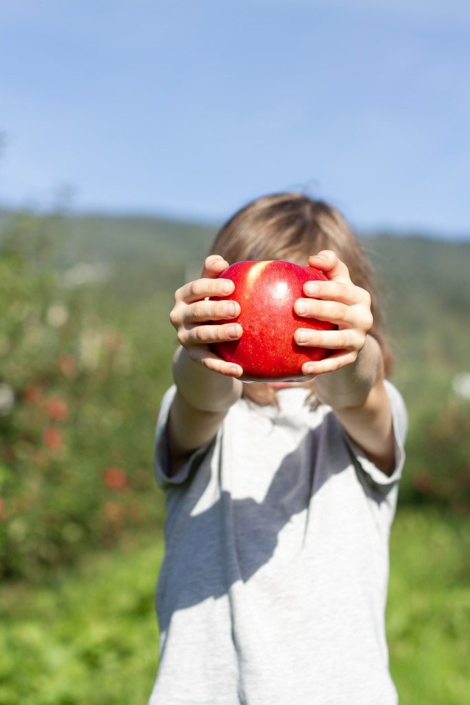 Både små og store hjelper til under innhaustinga av eple. Det er spennande å gå på jakt for å finne det største eple.