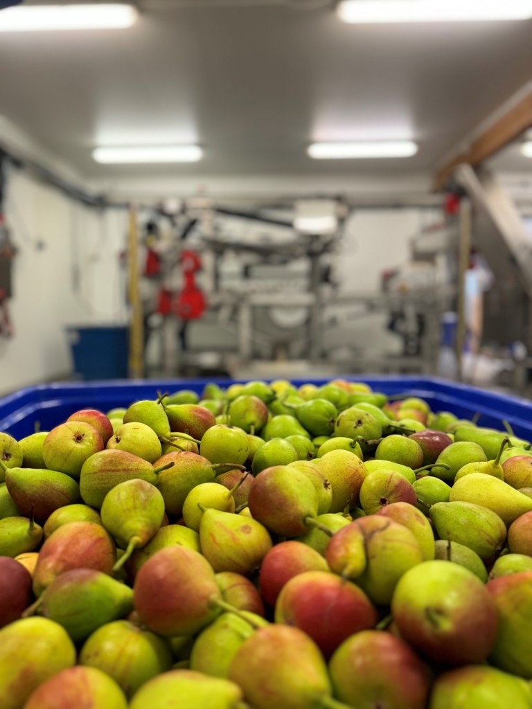 Vi pressar over 100 tonn frukt kvart år i eige presseri på garden.
