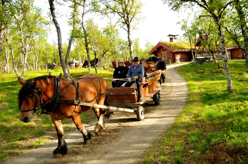 Vi frakter våre gjester med hest og vogn til Volldalskoja.