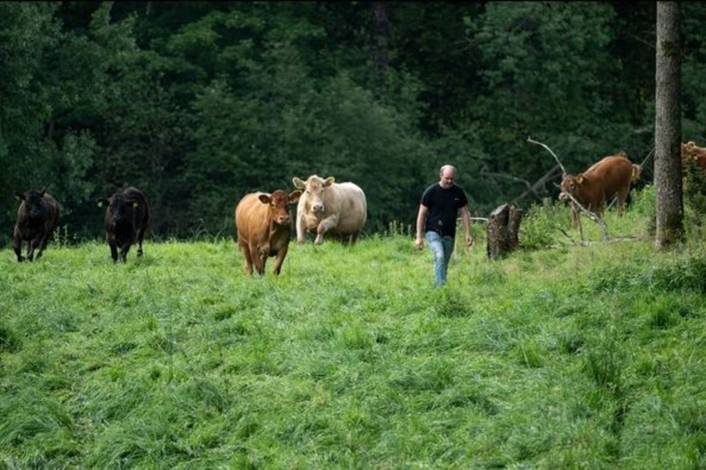 Jakob som henter kuene for å sjekke om alt er bra.