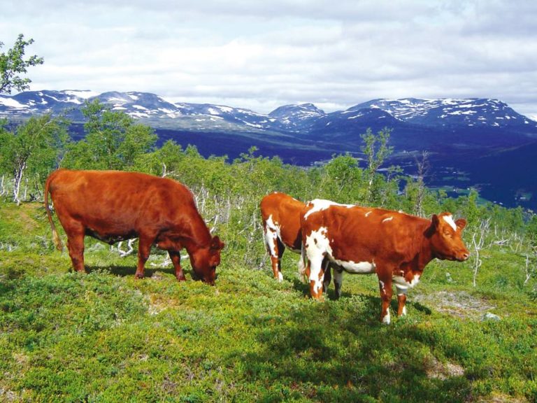 store haner i offentlig