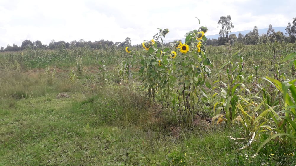 Land for sale in Miharati near Munyu Primary School