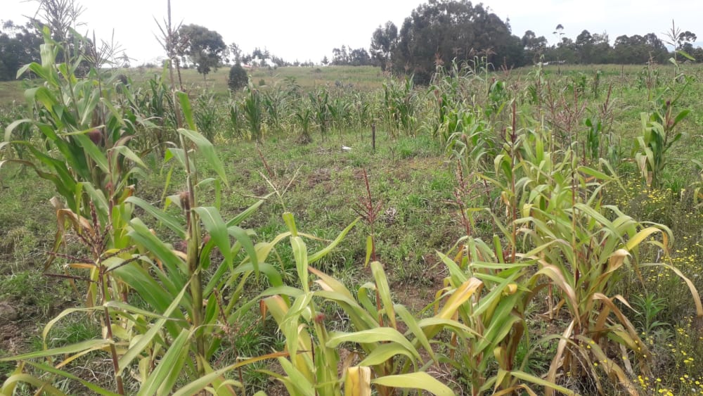 Land for sale in Miharati near Munyu Primary School