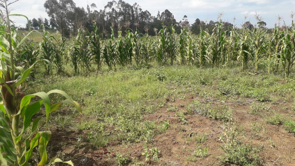 Land for sale in Miharati near Munyu Primary School