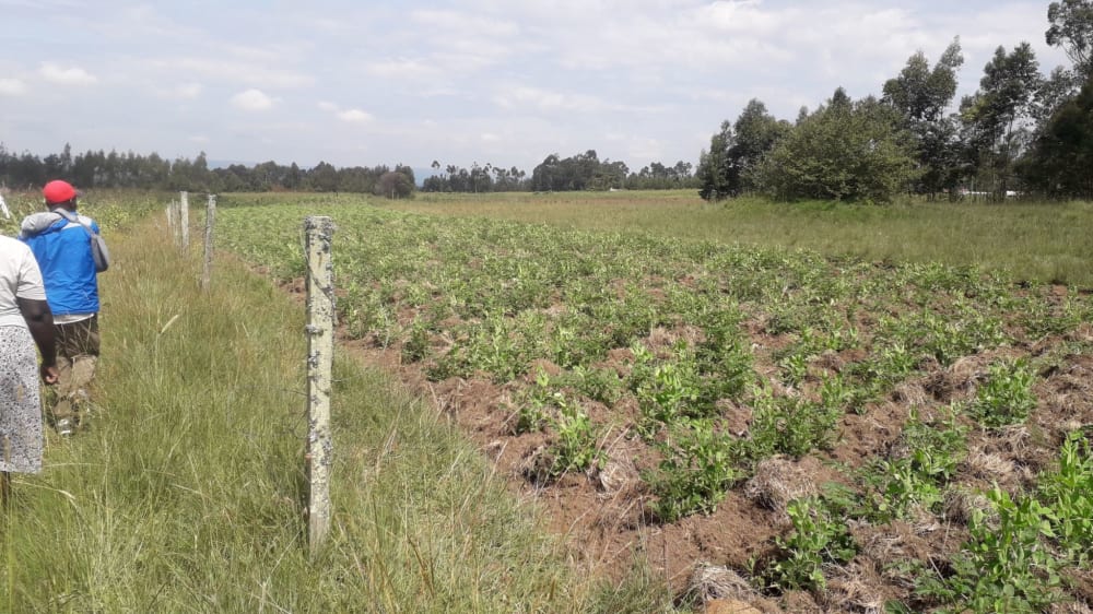 Land for sale in Miharati near Munyu Primary School