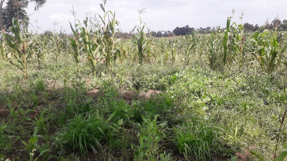 Land for sale in Miharati near Munyu Primary School