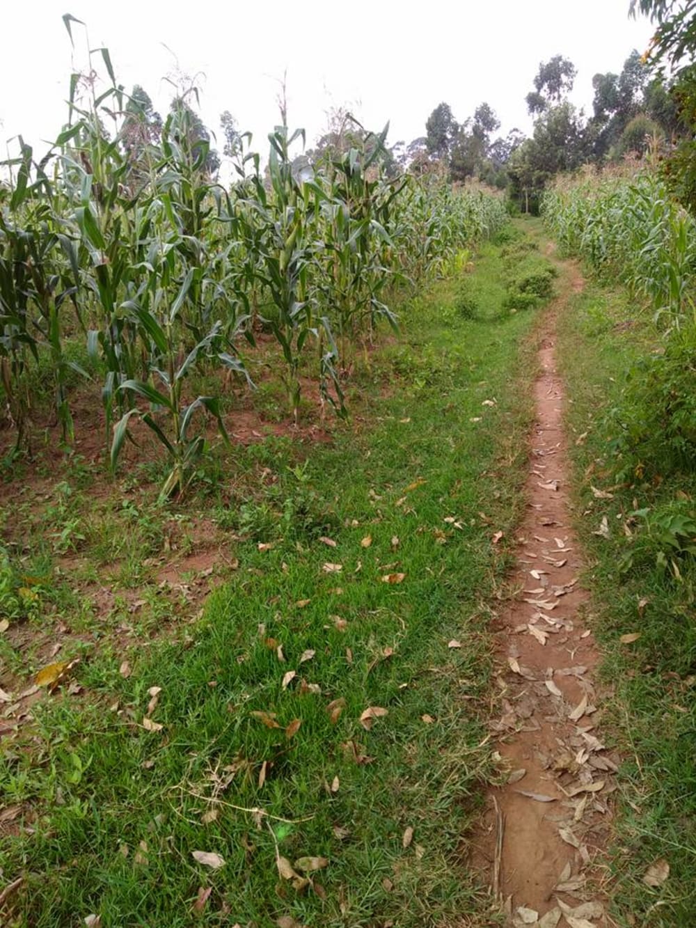 Land for sale in Kitale