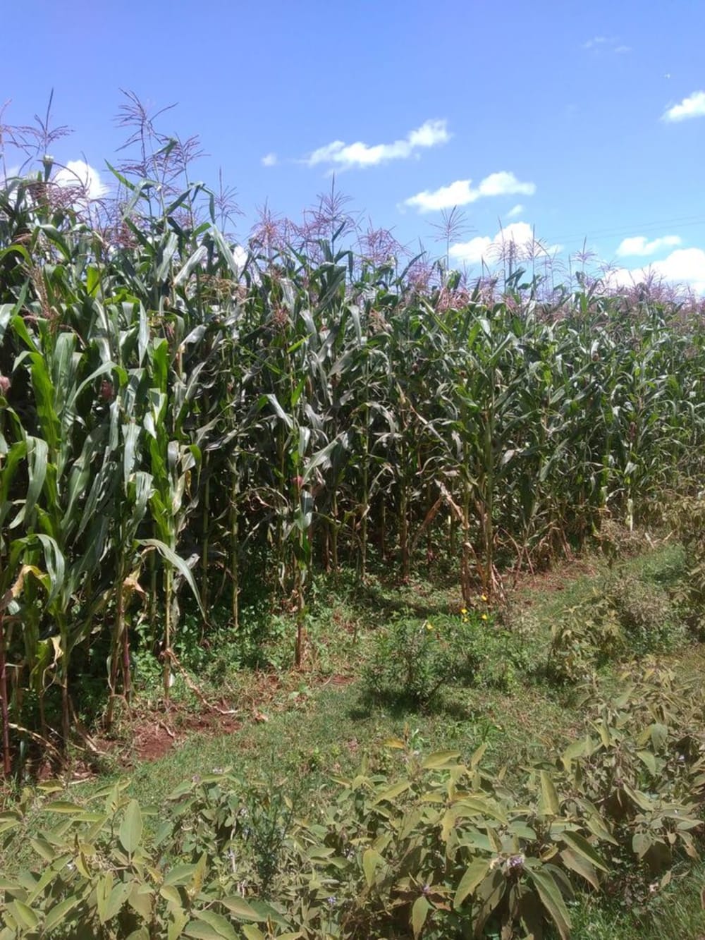 Land for sale in Kitale