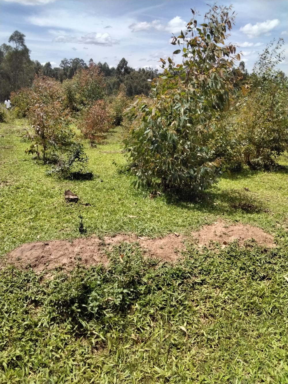 Land for sale in Bukembe, Bungoma County 