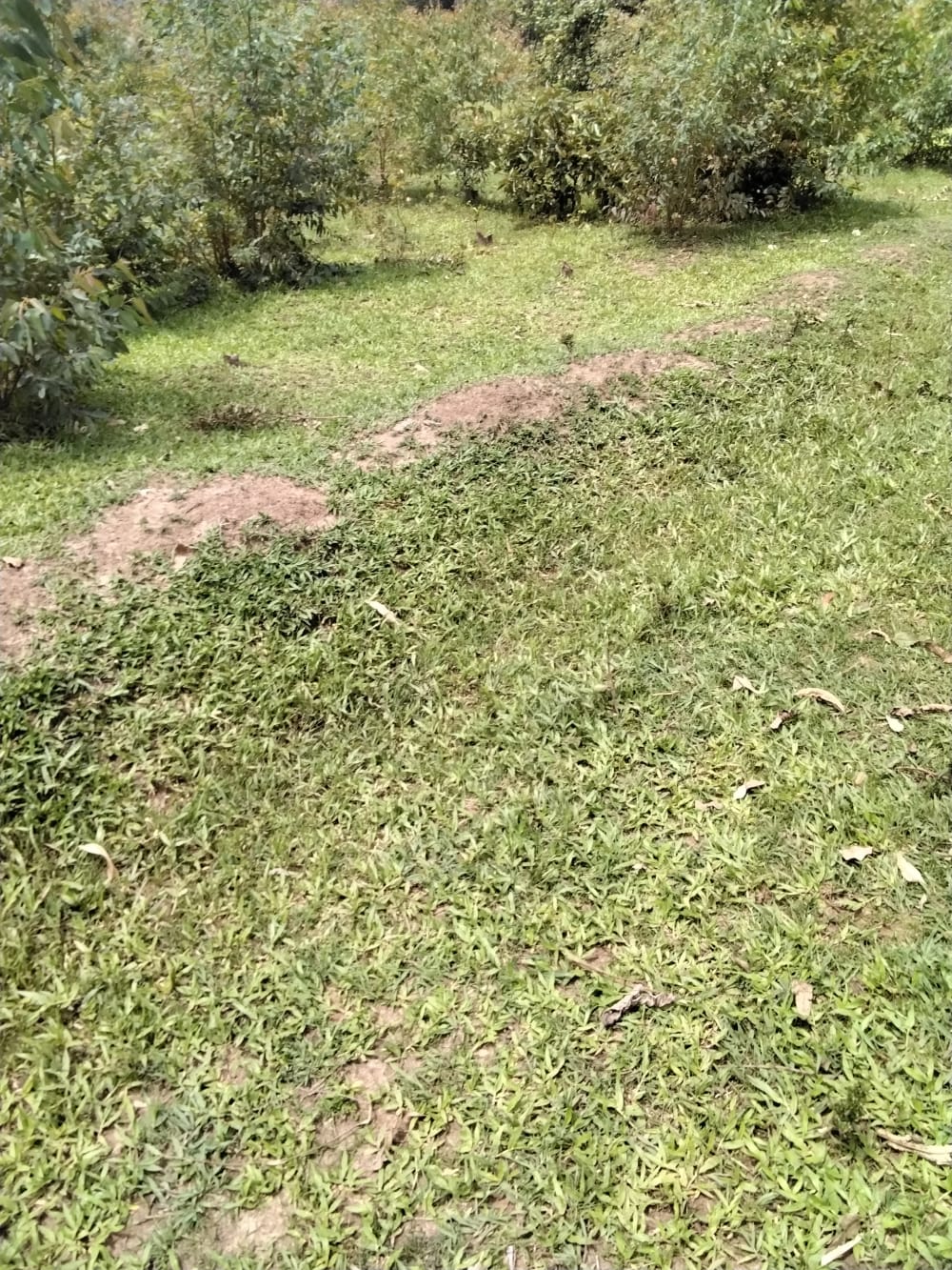 Land for sale in Bukembe, Bungoma County 