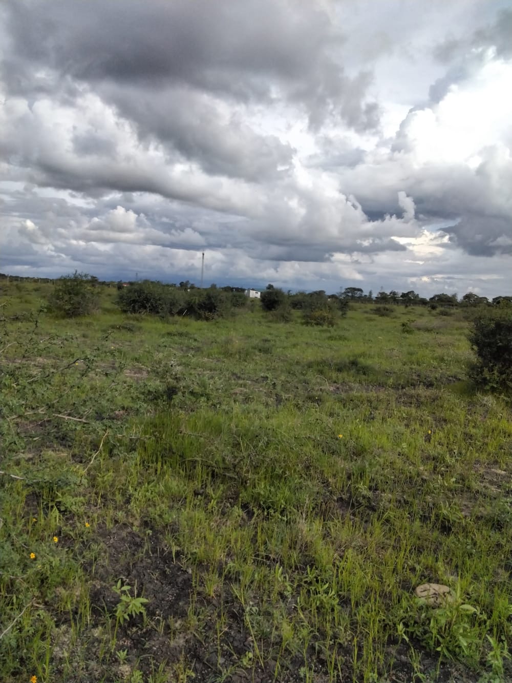 Land for sale in Juja Farm