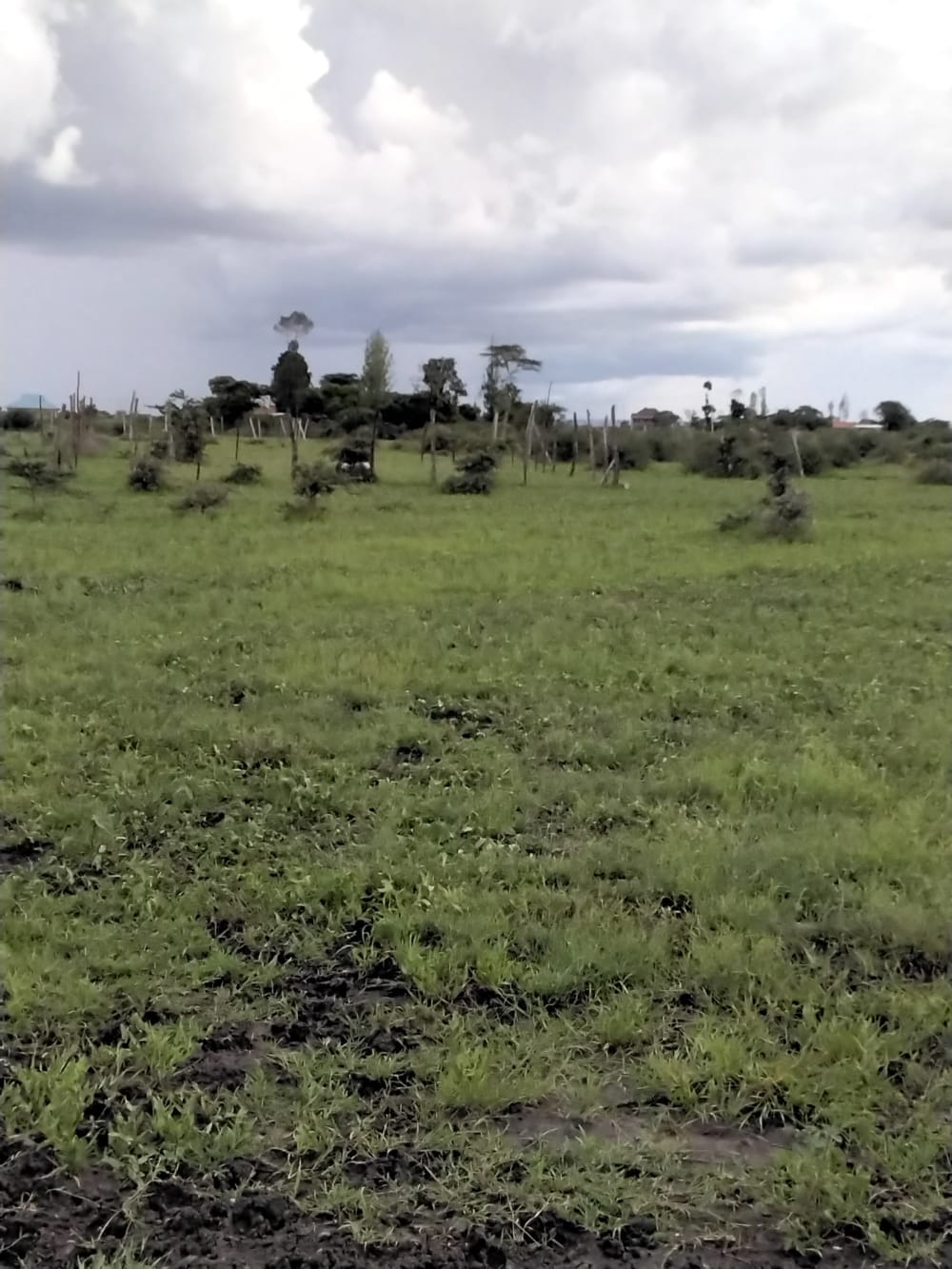 Land for sale in Juja Farm