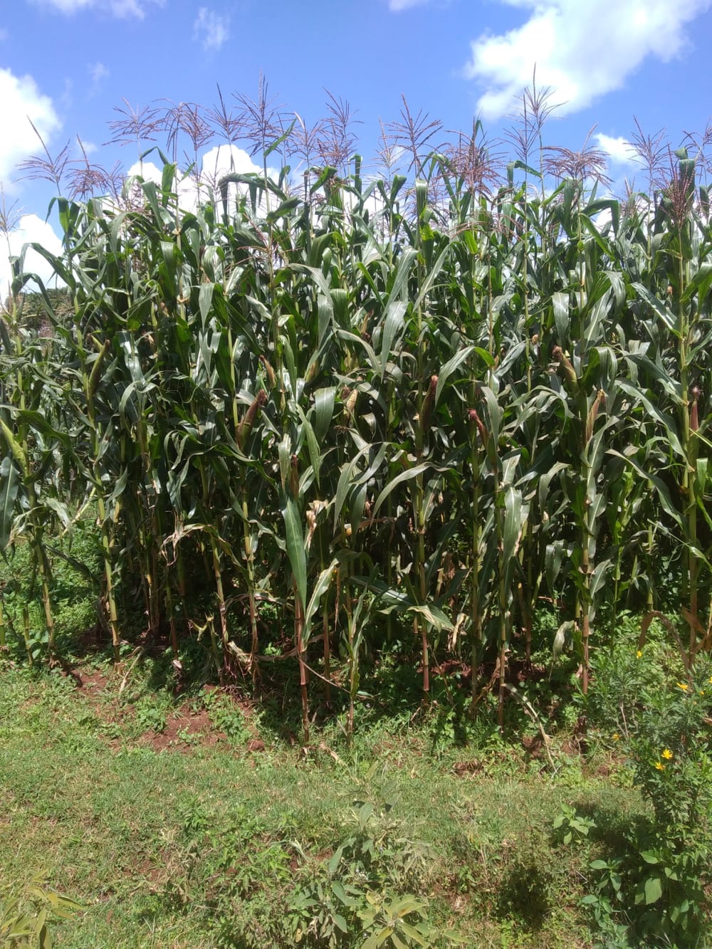 Land for sale in Kitale