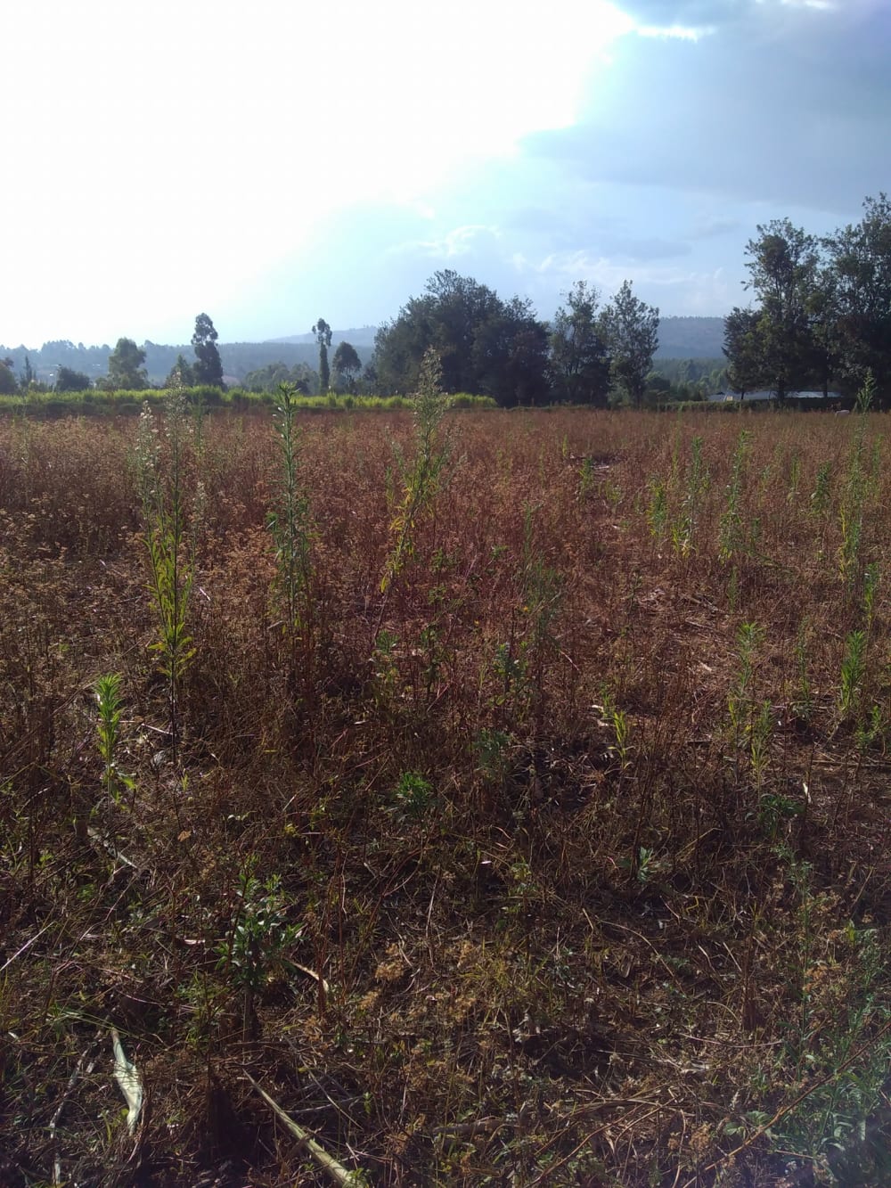 Land for sale in Kitale