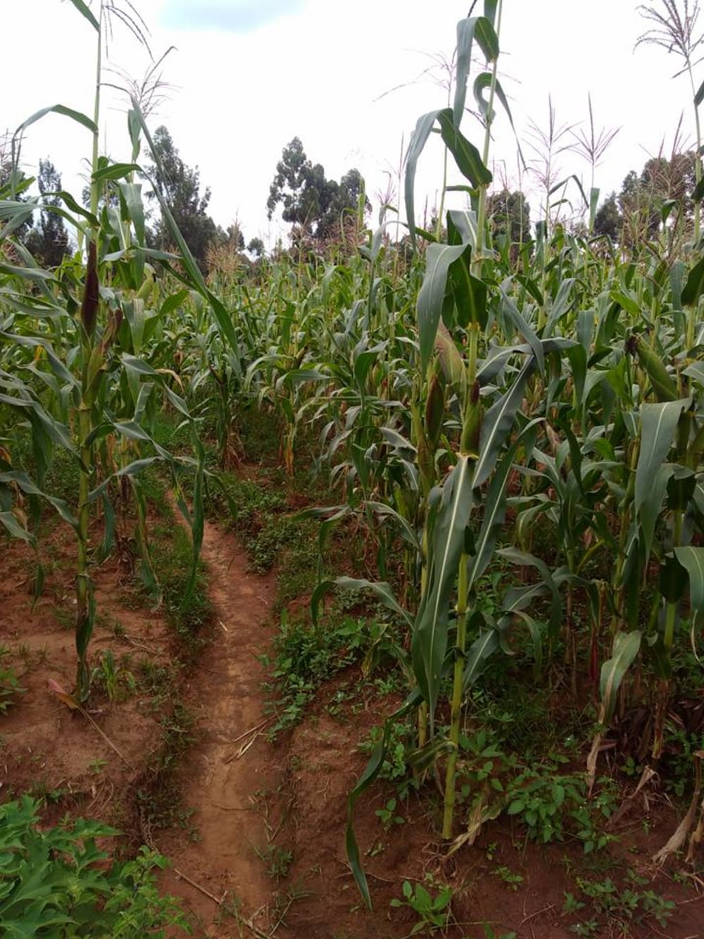 Land for sale in Kitale