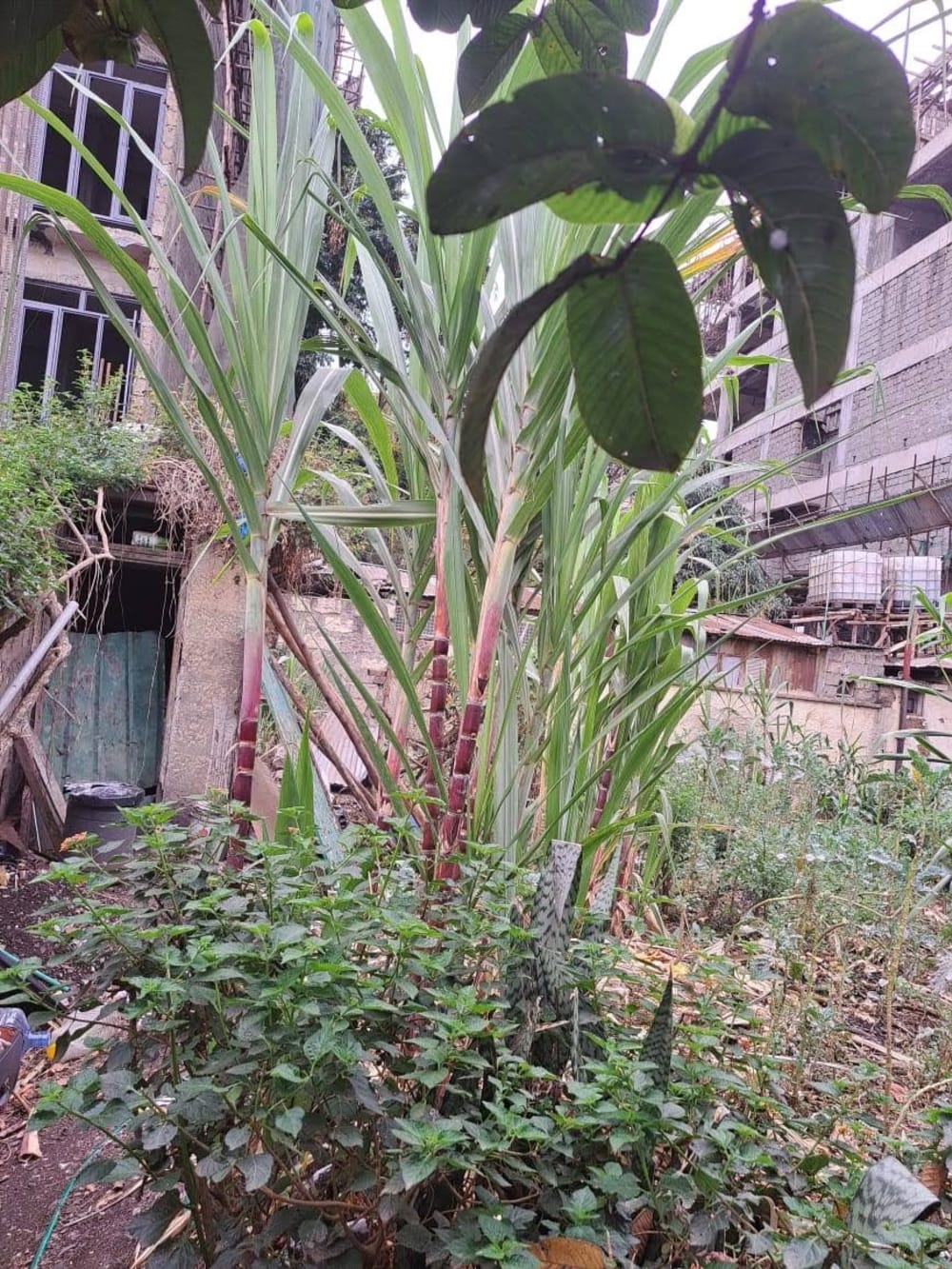 Land for sale in South B