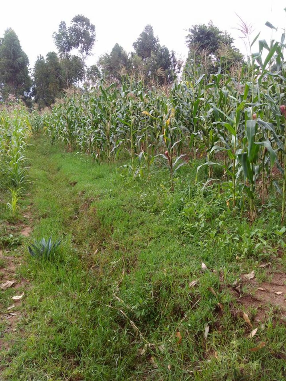 Land for sale in Kitale