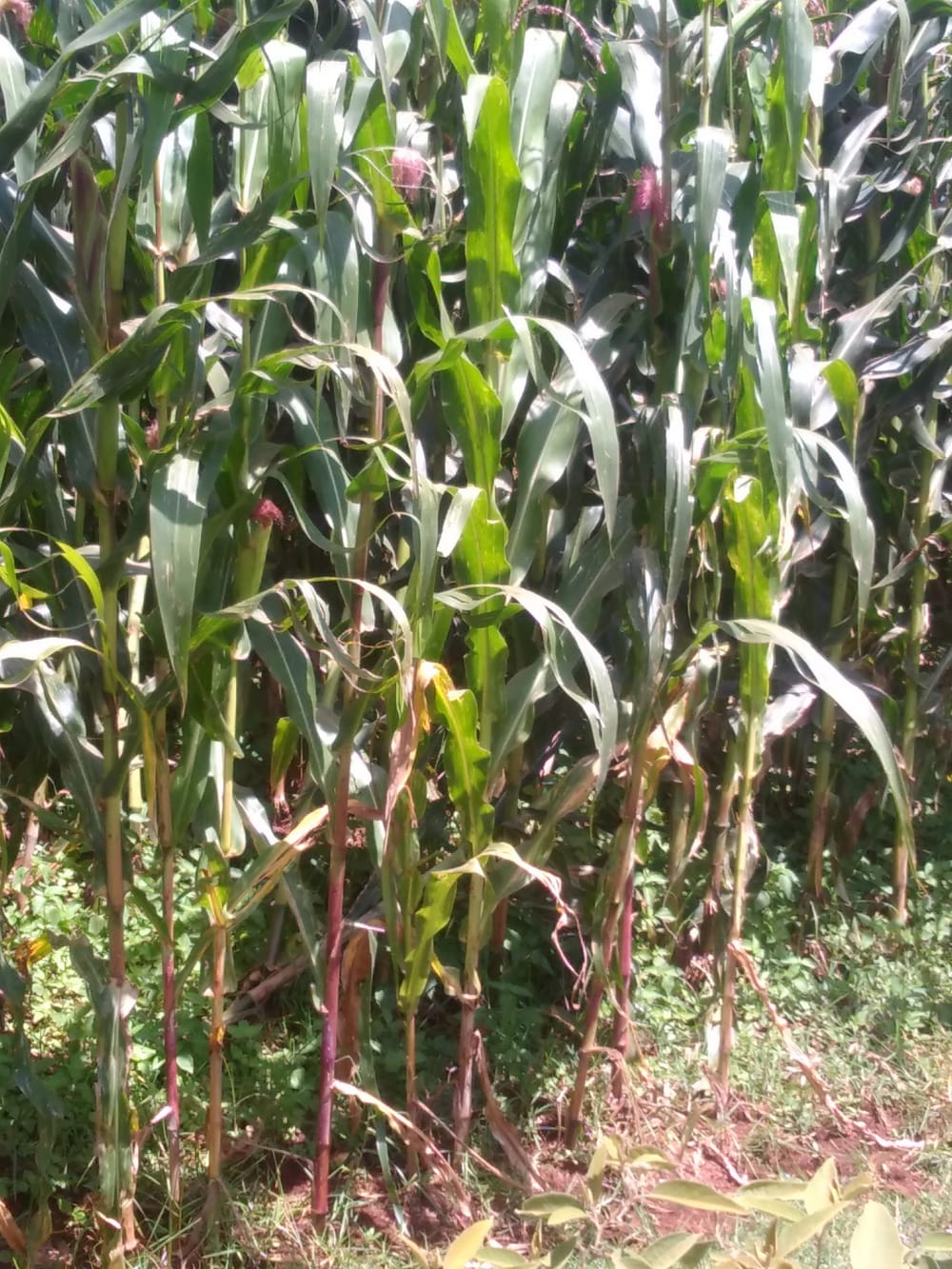 Land for sale in Kitale