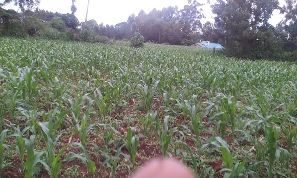 Land for sale in Cherangany - Transnzoia County