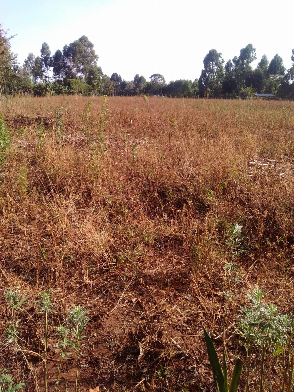 Land for sale in Kitale