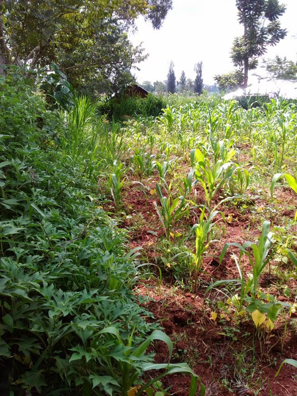 Land for sale in Kitale