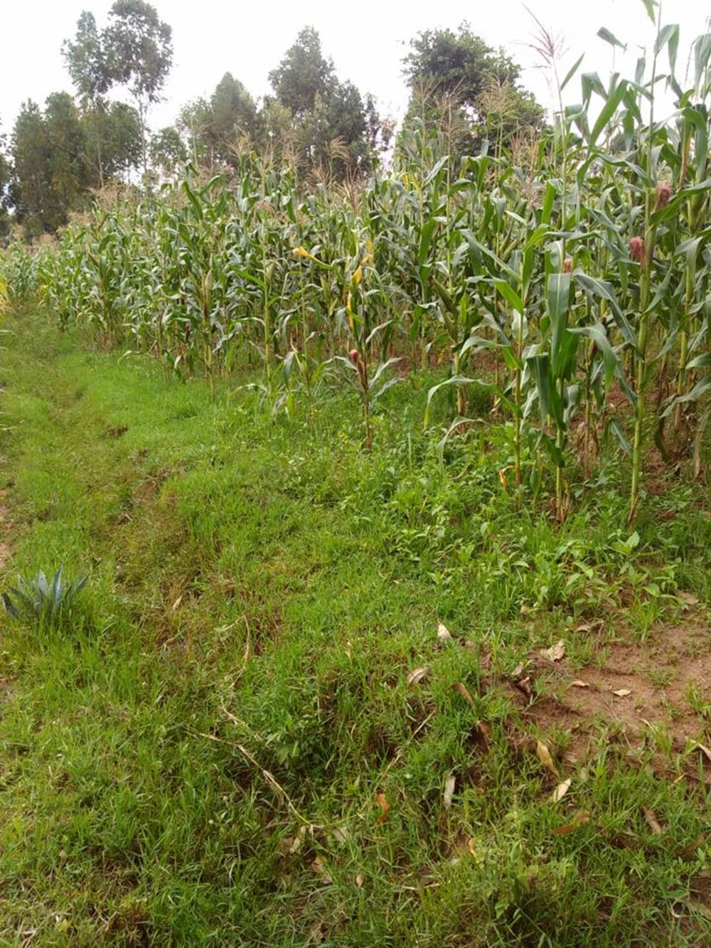 Land for sale in Kitale