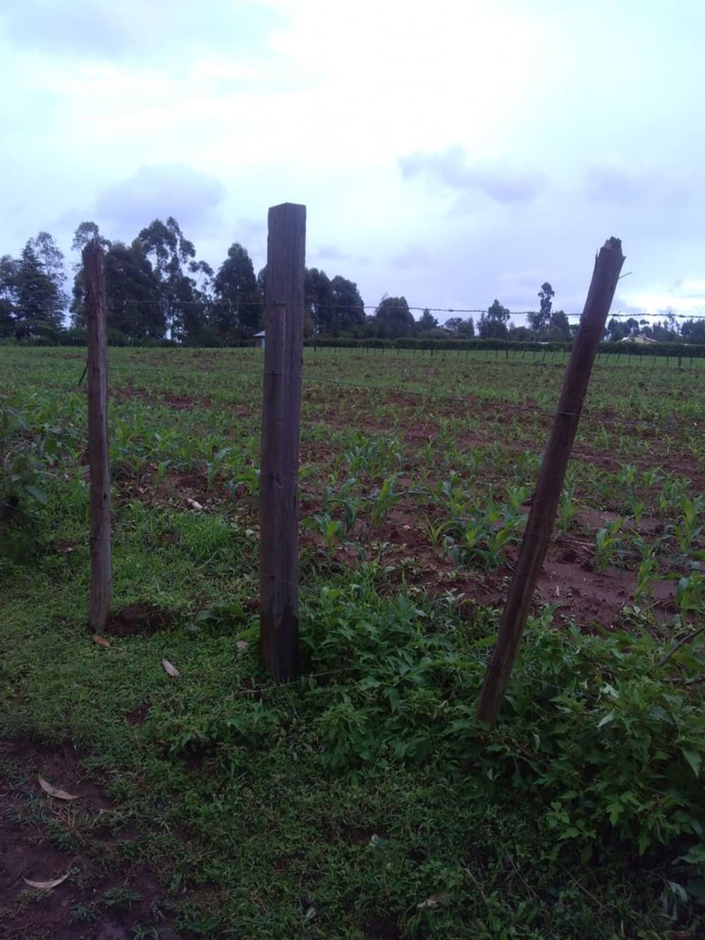 Land for sale in Moi farm, Eldoret - Kitale Road
