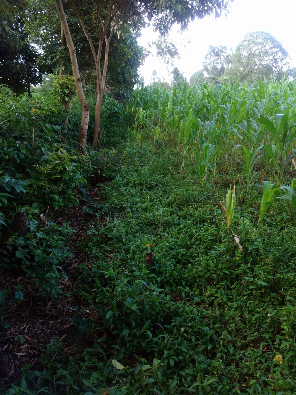 Land for sale in Kitale - Eldoret Road