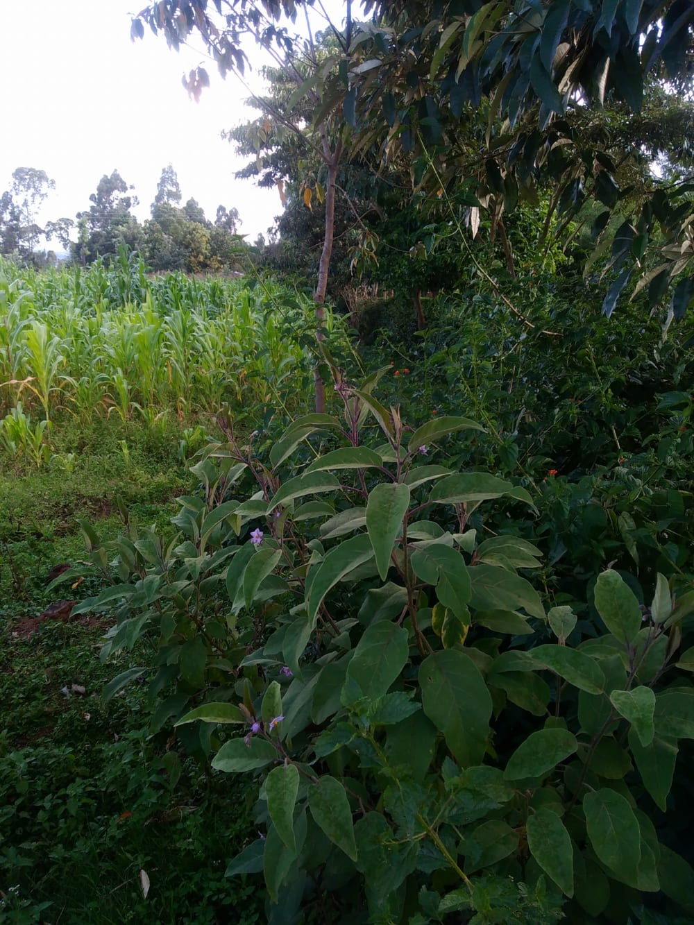 Land for sale in Kitale - Eldoret Road