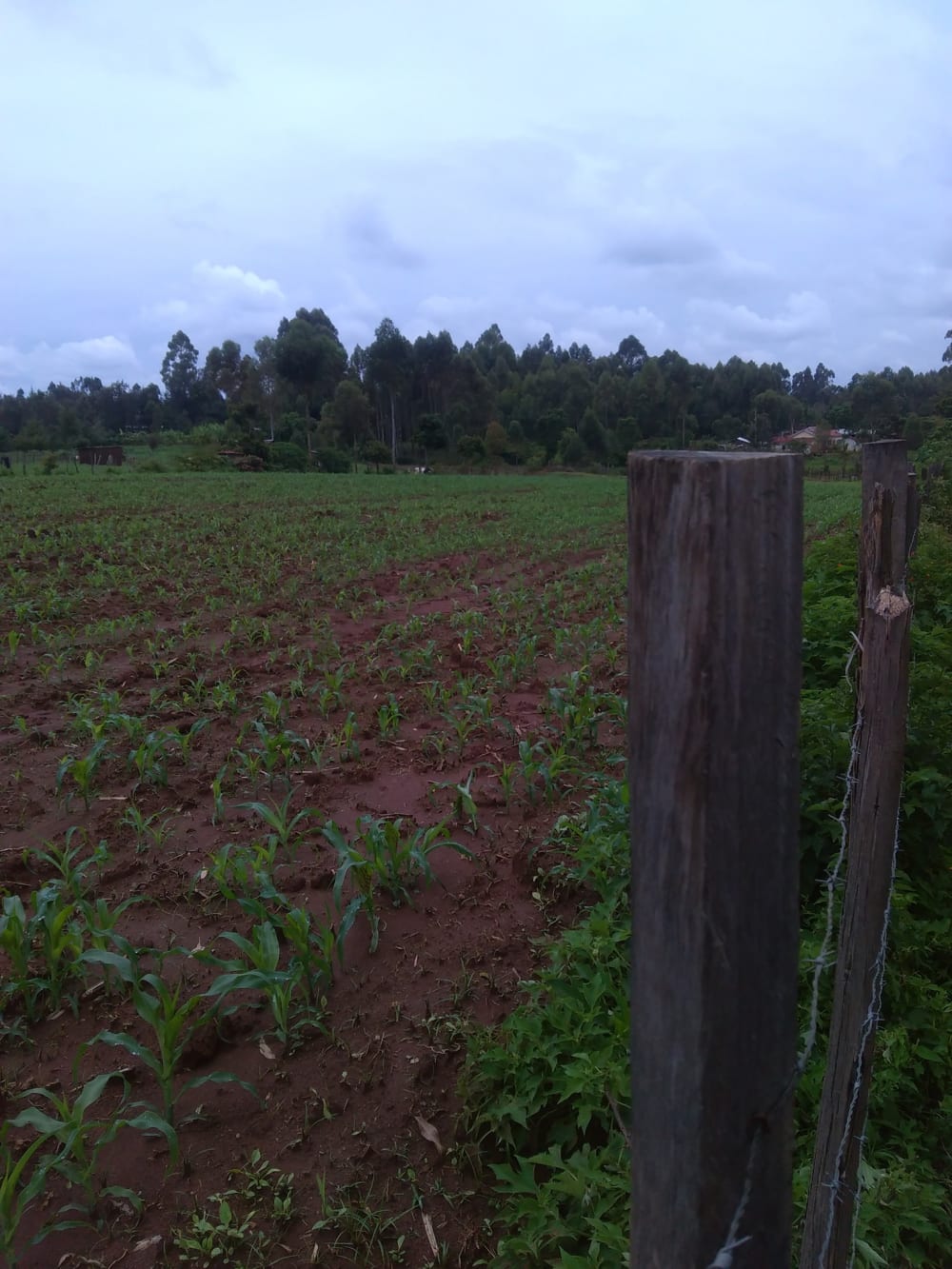 Land for sale in Moi farm, Eldoret - Kitale Road