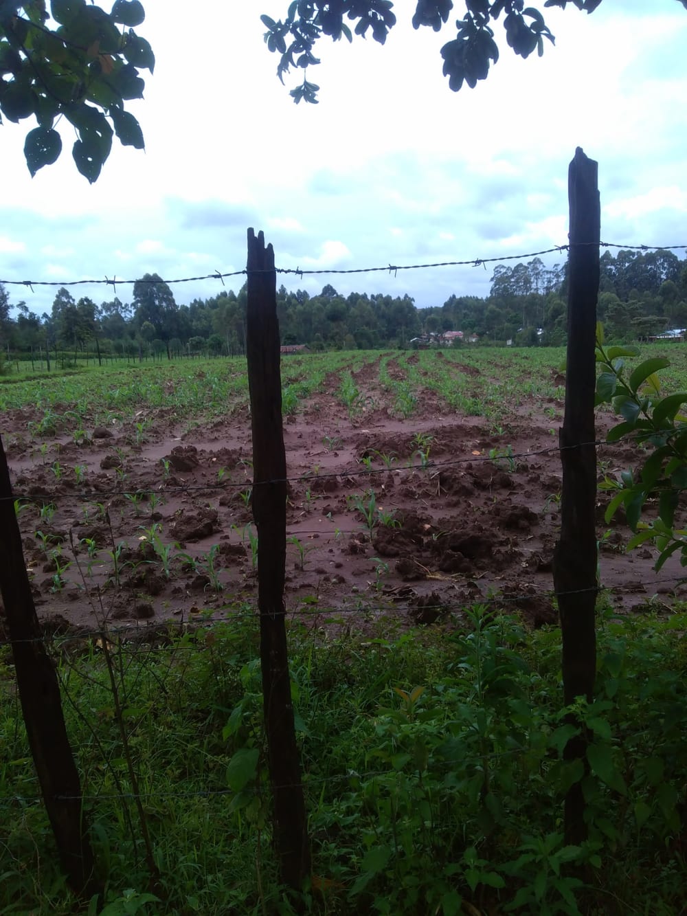 Land for sale in Moi farm, Eldoret - Kitale Road