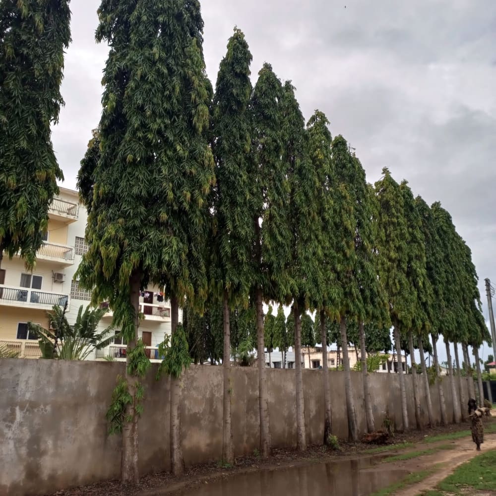 1 bedroom House for rent in Malindi Central