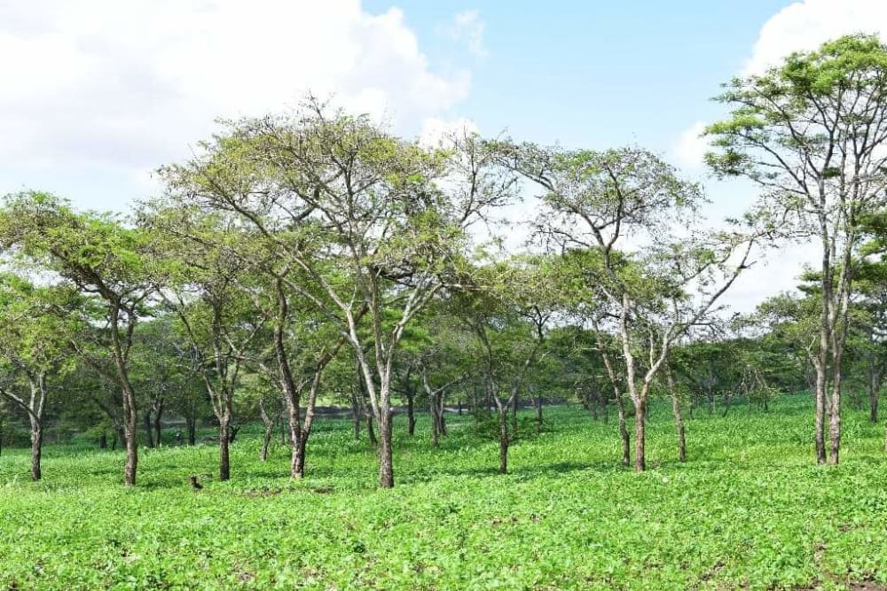 Land for sale in Kabati near Kenol