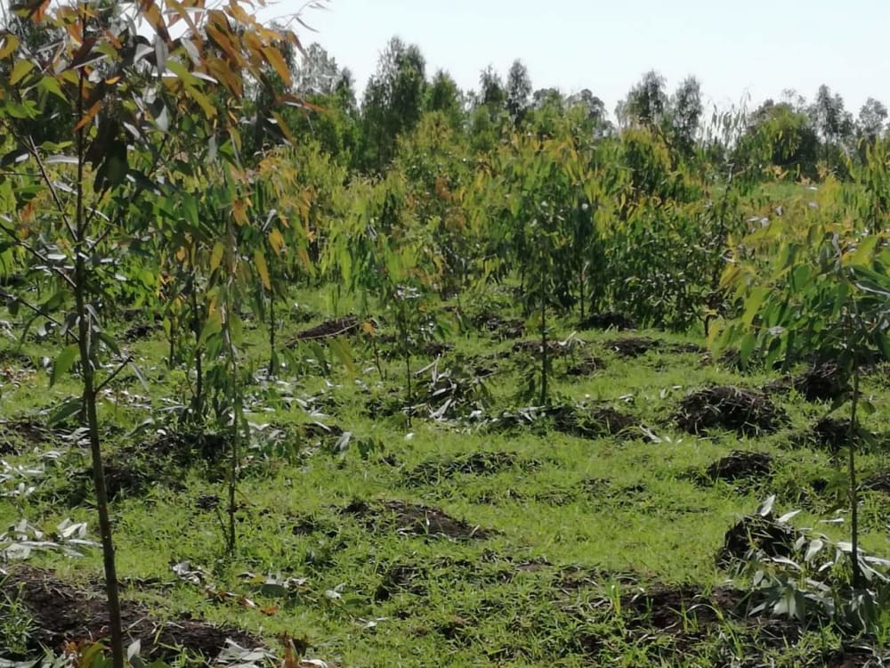 Land for sale in Awasi Kisumu