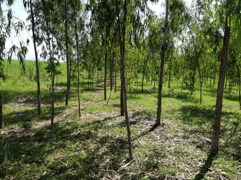 Land for sale in Awasi Kisumu