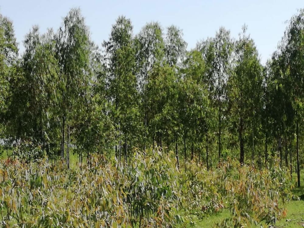 Land for sale in Awasi Kisumu