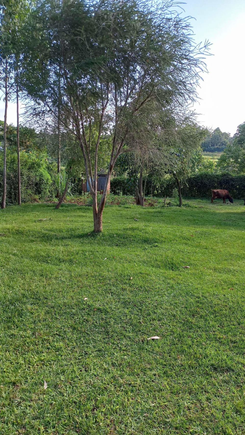 Land for sale in Bukura - Kakamega