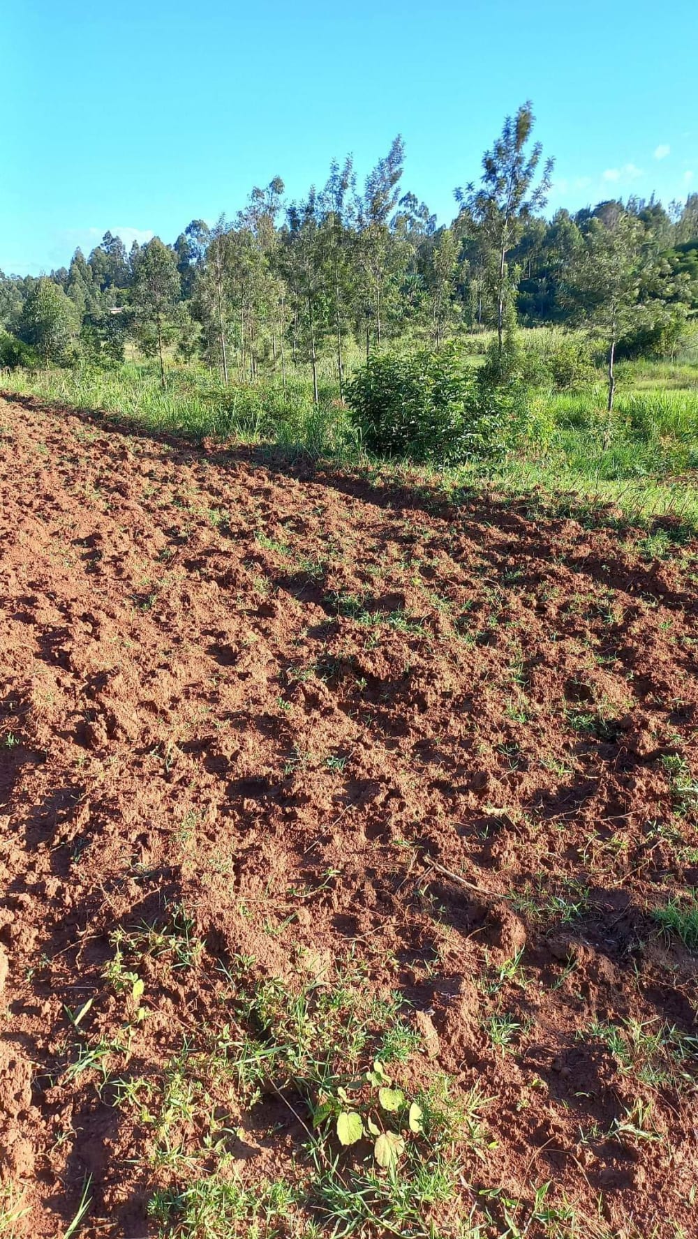 Land for sale in Bukura - Kakamega