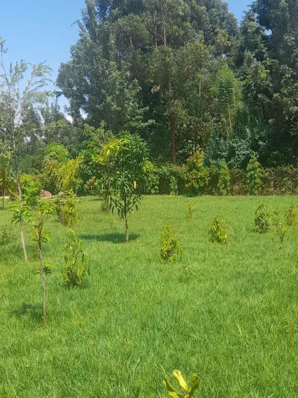 3 bedroom Land for sale in Koyonzo