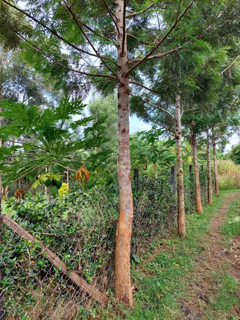 Land for sale in Butere - Kakamega