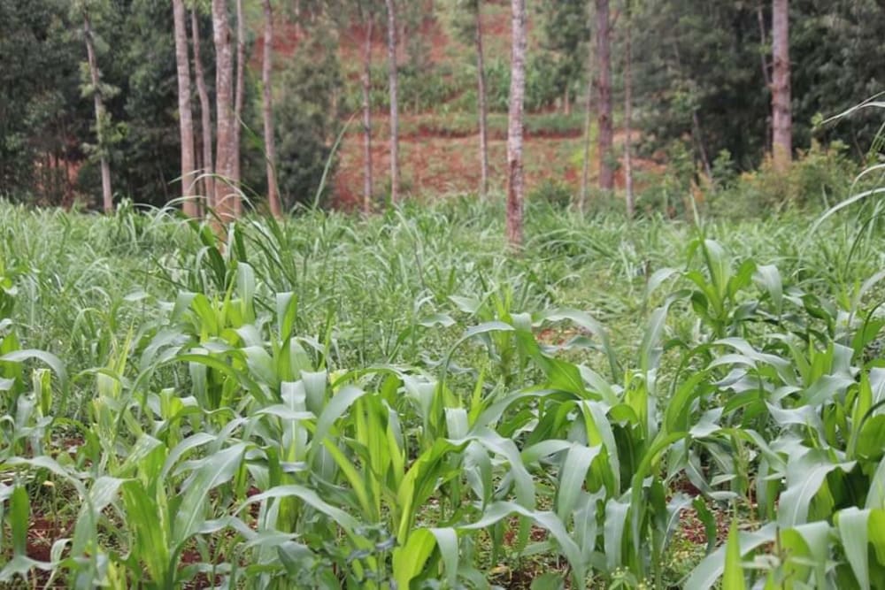 Land for sale in Githunguri - Kiambu County