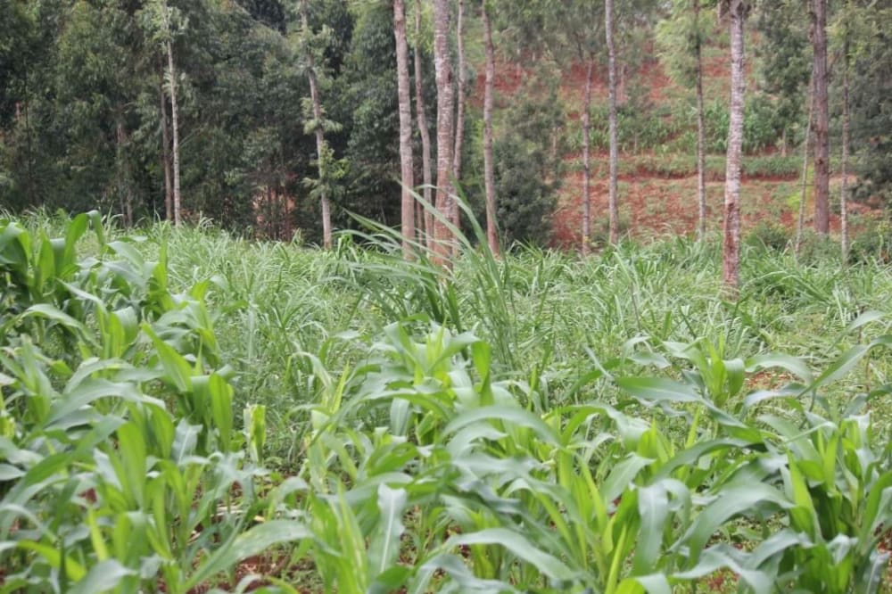 Land for sale in Githunguri - Kiambu County