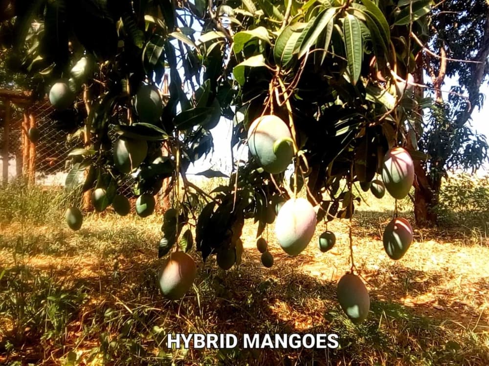 Land for sale in Maragua - Murang'aCounty