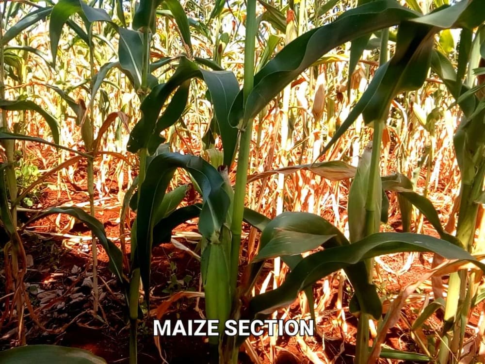 Land for sale in Maragua - Murang'aCounty