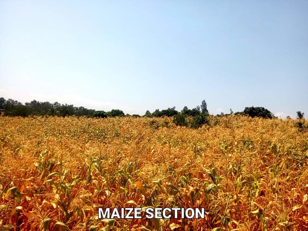 Land for sale in Maragua - Murang'aCounty