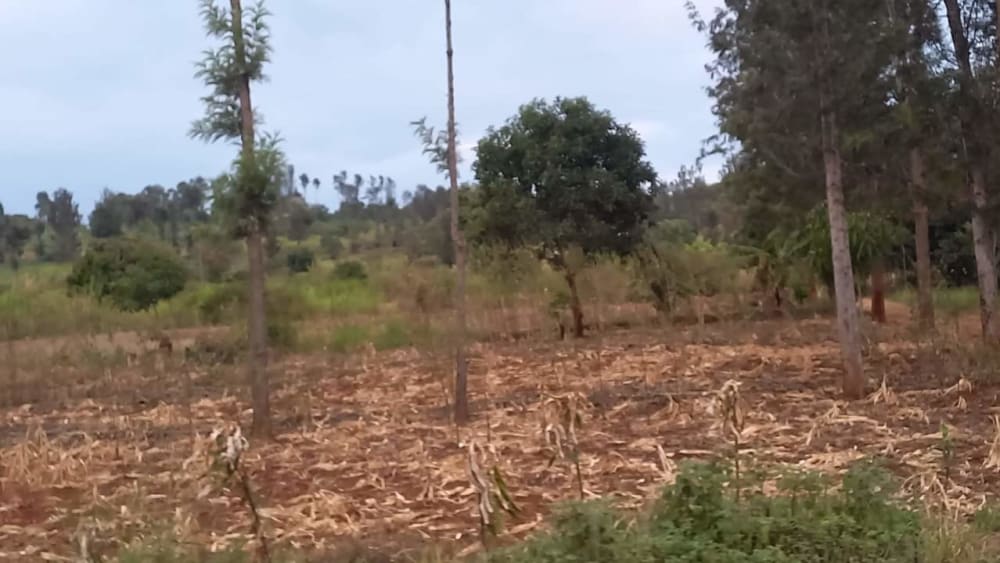 Land for sale in Makuyu