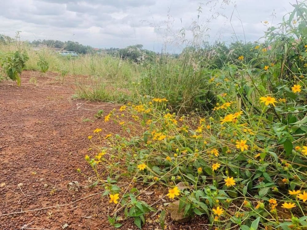 Land for sale in Ngoliba, Thika