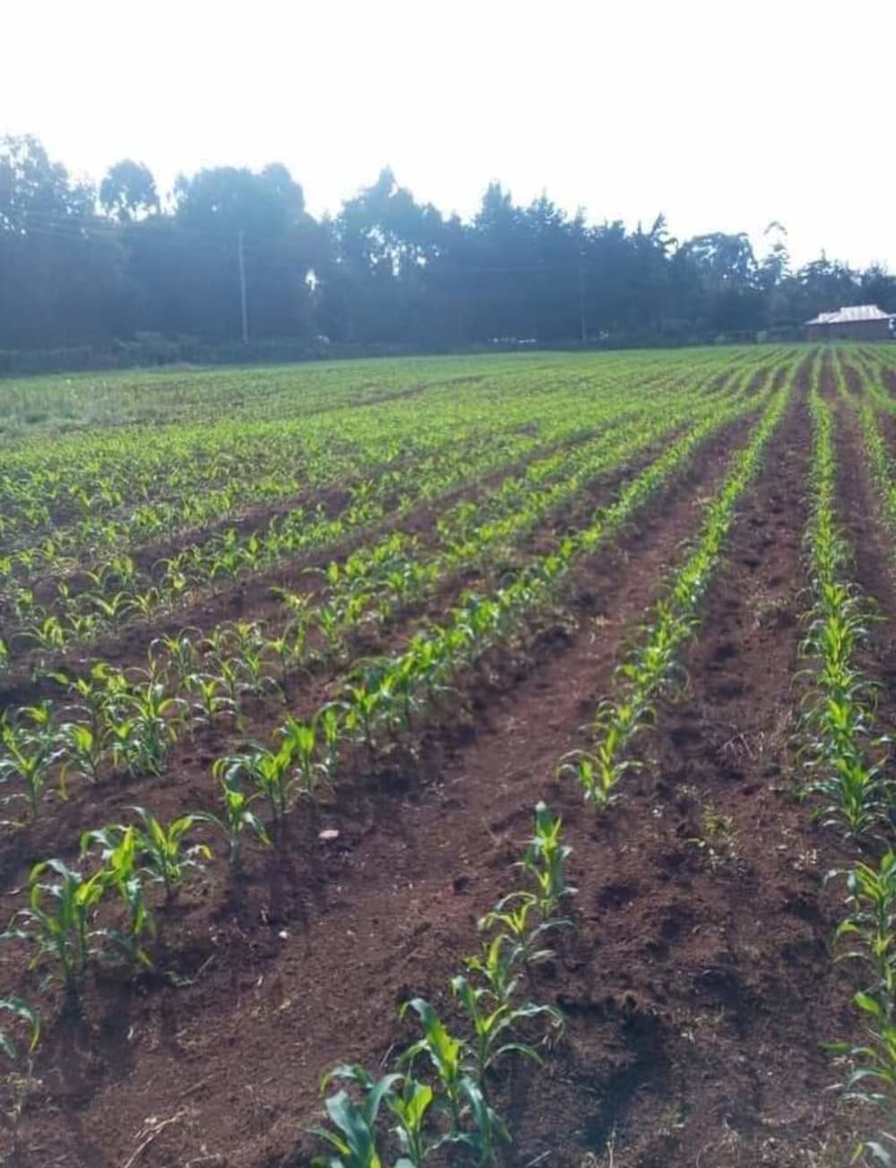 Land for sale in Kilimambogo 