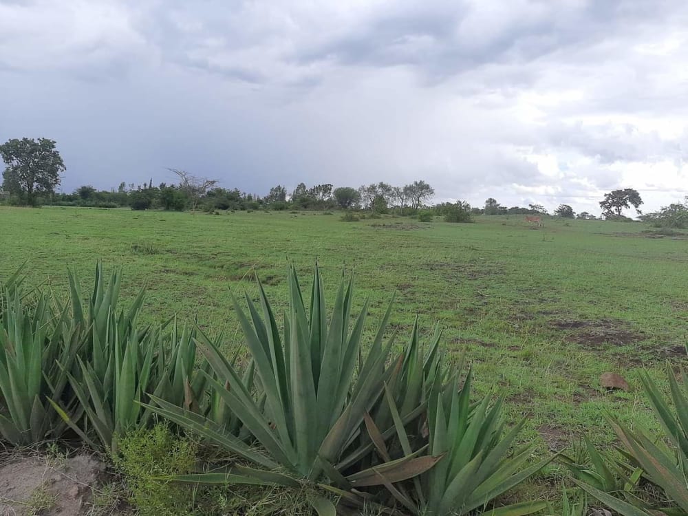 Land for sale in Kilimambogo 
